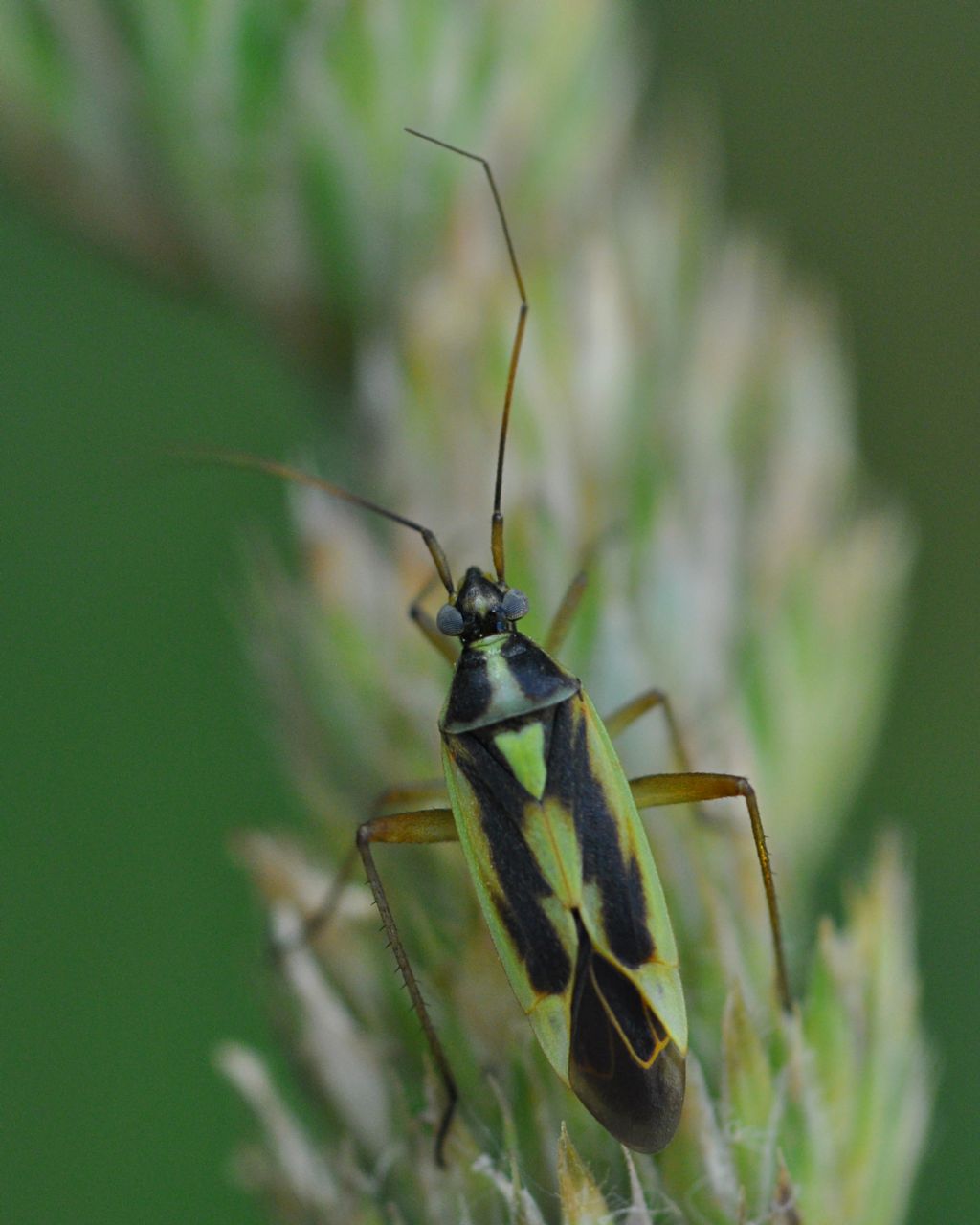 Miridae:  Stenotus binotatus