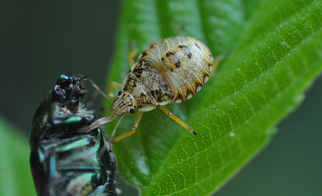 ninfa di Arma custos (Pentatomidae) vs Popillia japonica