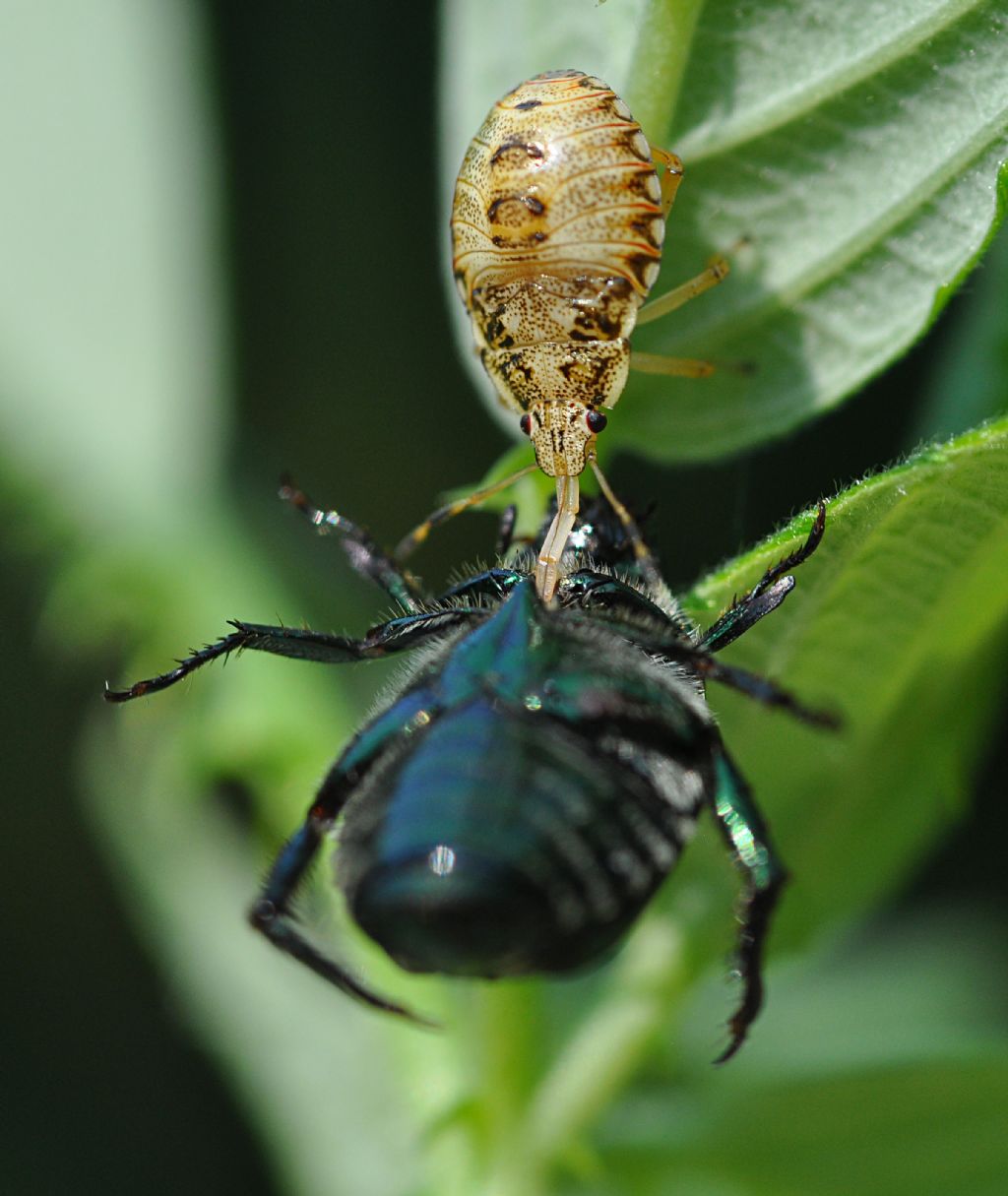 ninfa di Arma custos (Pentatomidae) vs Popillia japonica