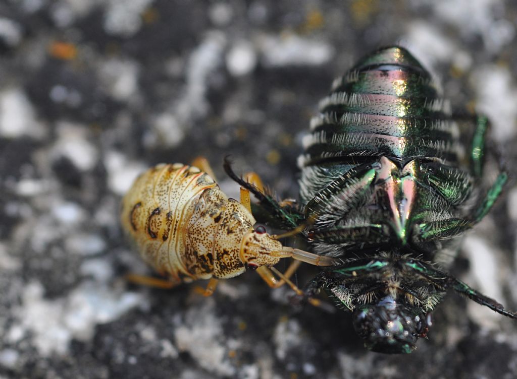 ninfa di Arma custos (Pentatomidae) vs Popillia japonica