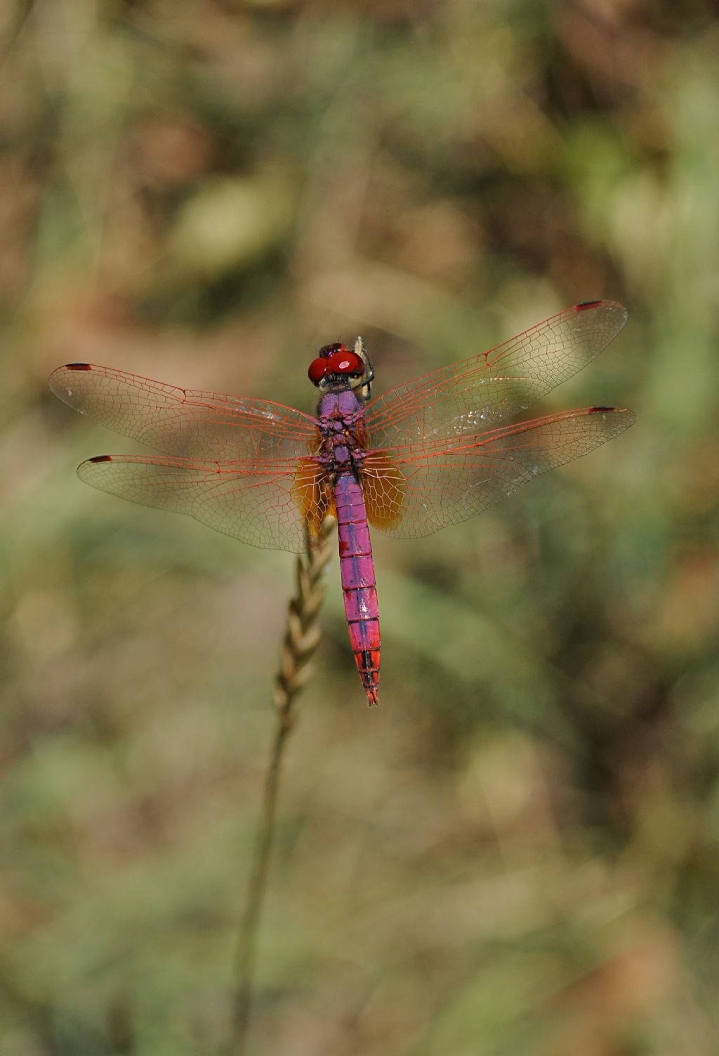 Trithemis annulata a Milano Ovest