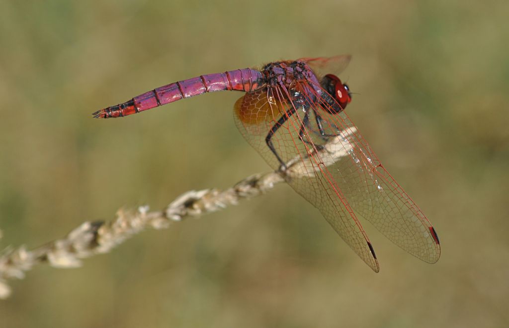 Trithemis annulata a Milano Ovest