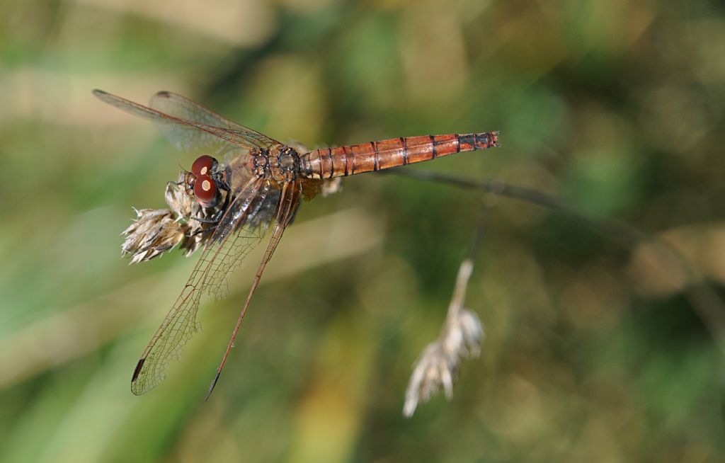 Trithemis annulata a Milano Ovest