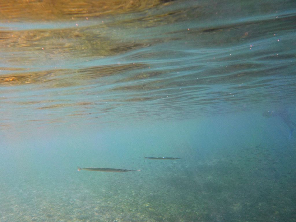 Aguglie dall''isola d''Elba