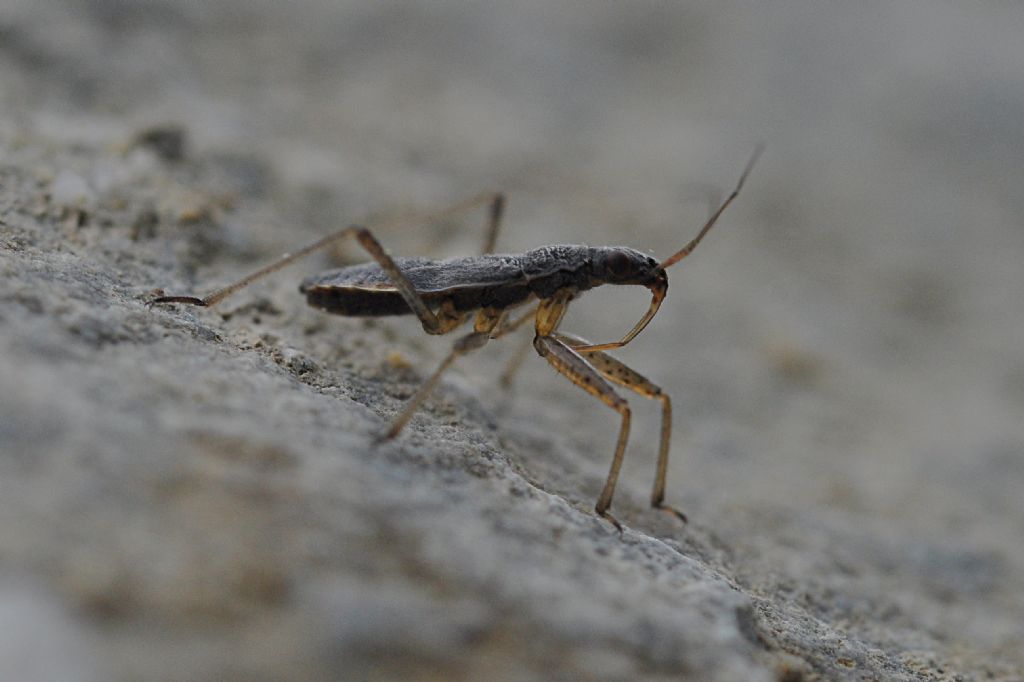 Nabidae: ninfa di...Nabis sp.