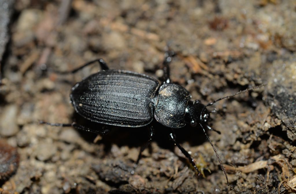 Carabidae: Licinus silphoides