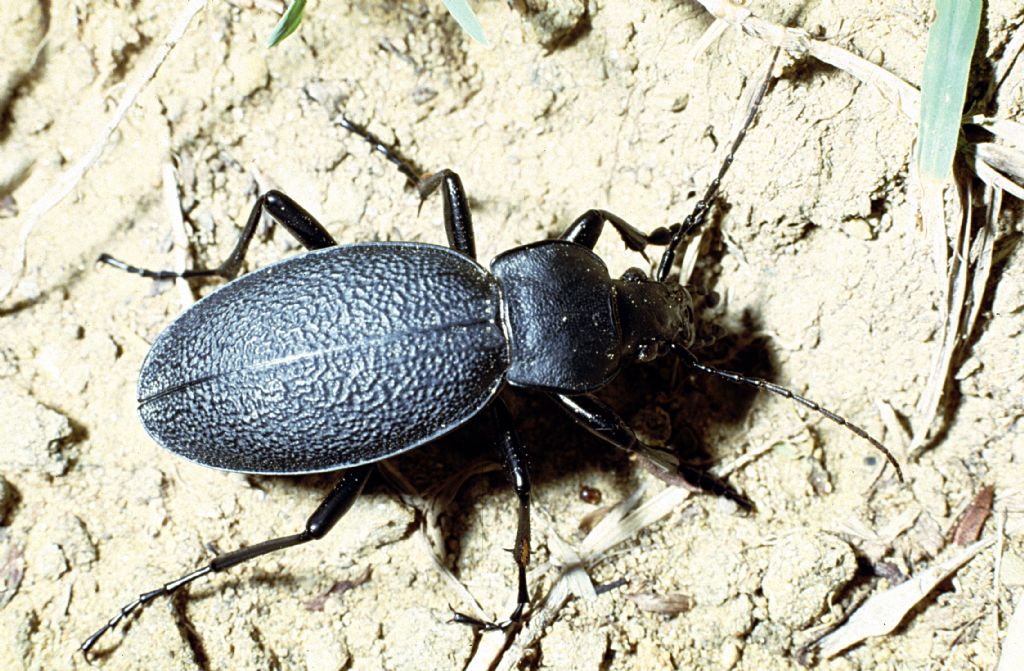 Carabidae:  Carabus (Procrustes) coriaceus