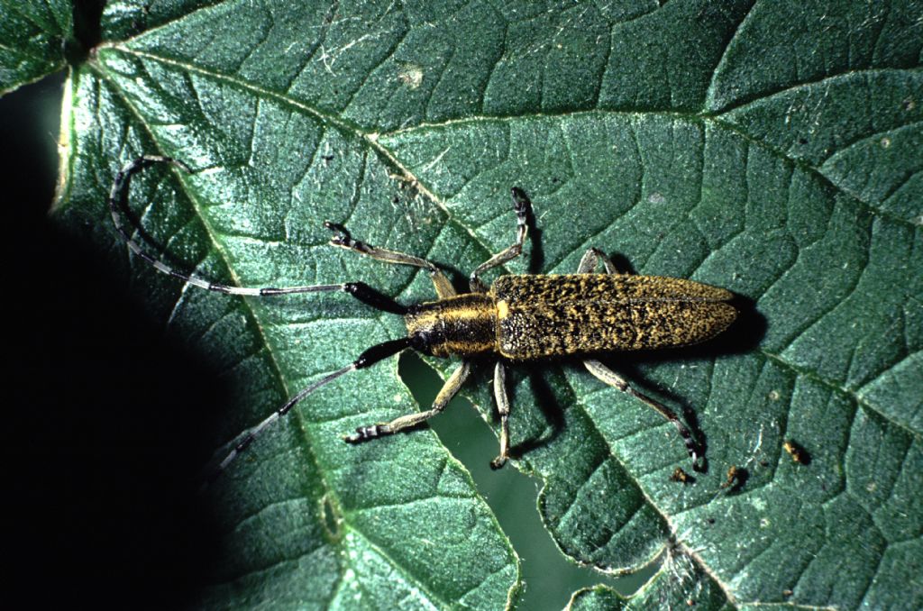 Cerambycidae: Agapanthia villosoviridescens