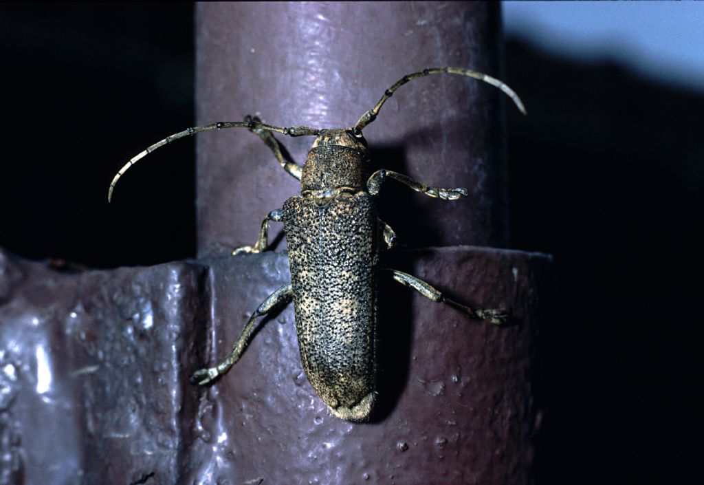 Cerambycidae da id (2)