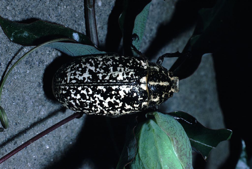 Scarabaeidae, anzi Melolonthidae, Polyphylla fullo