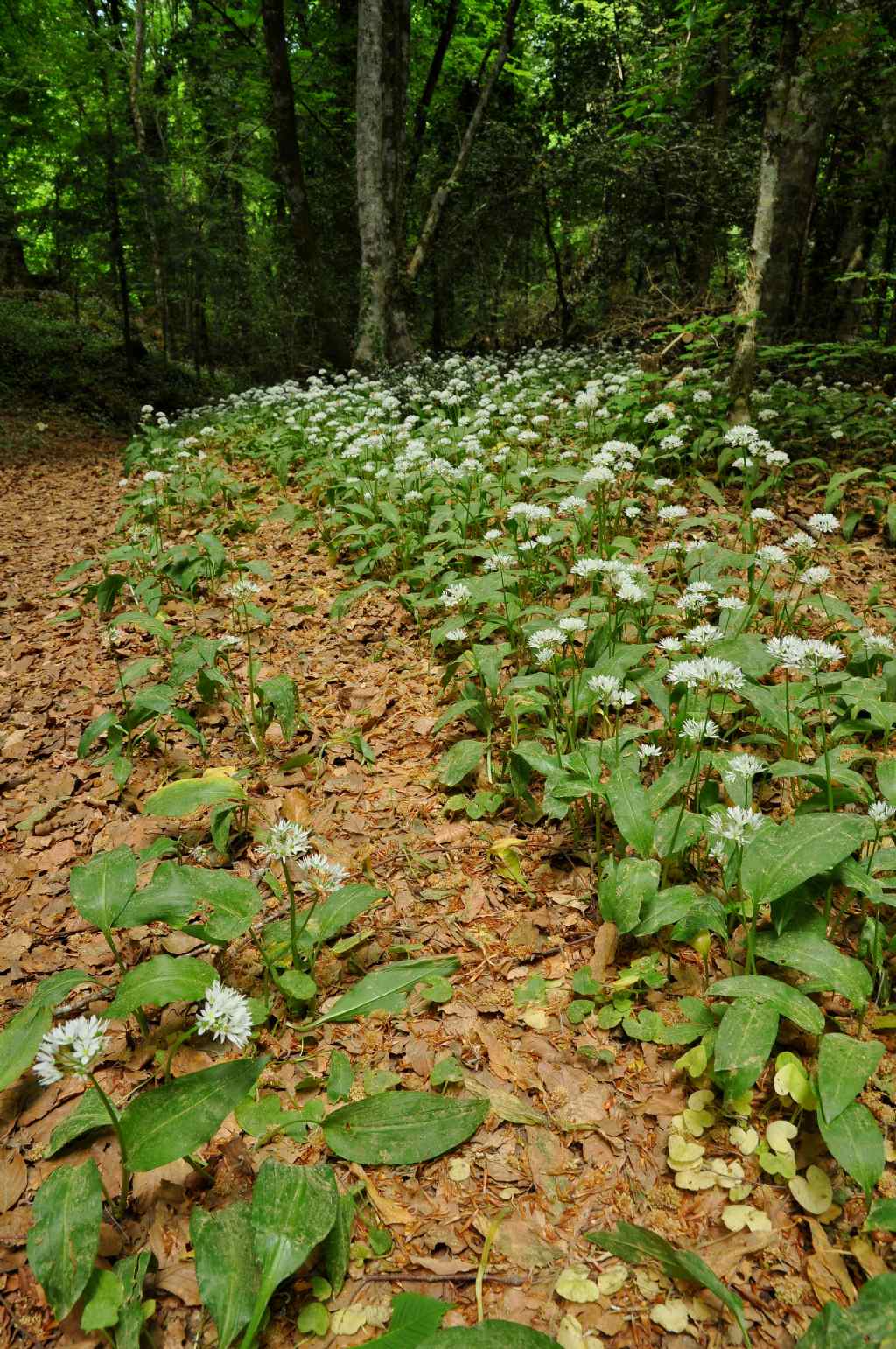 dal Gargano: Allium ursinum (Amaryllidaceae)