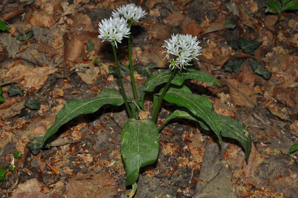 dal Gargano: Allium ursinum (Amaryllidaceae)