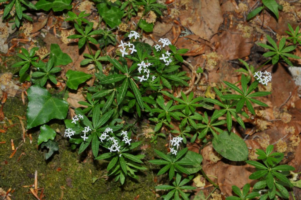dal Gargano: Galium odoratum (Rubiaceae)