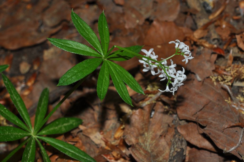 dal Gargano: Galium odoratum (Rubiaceae)