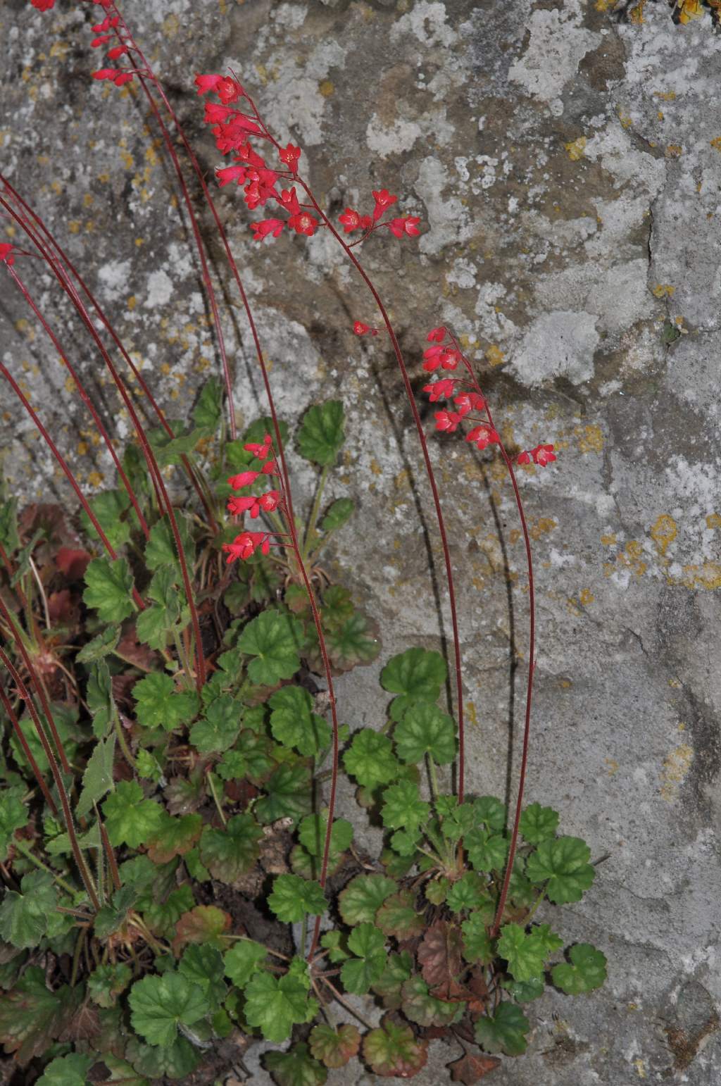 Heuchera sanguinea / Campane di corallo