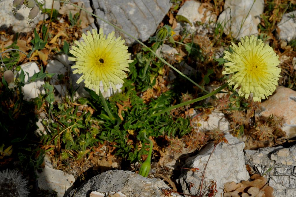 dal Gargano: Urospermum dalechampii (Asteraceae)