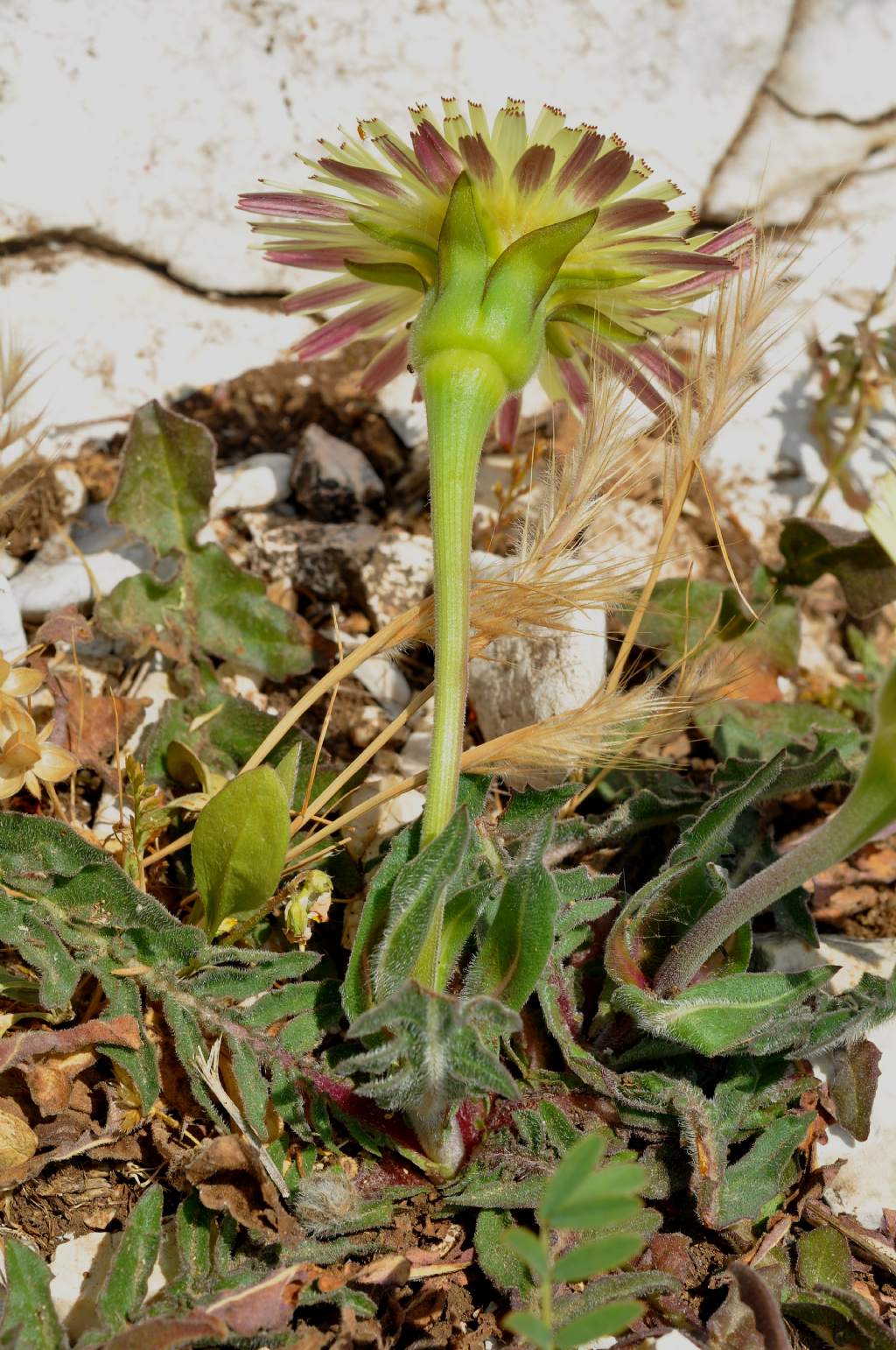 dal Gargano: Urospermum dalechampii (Asteraceae)