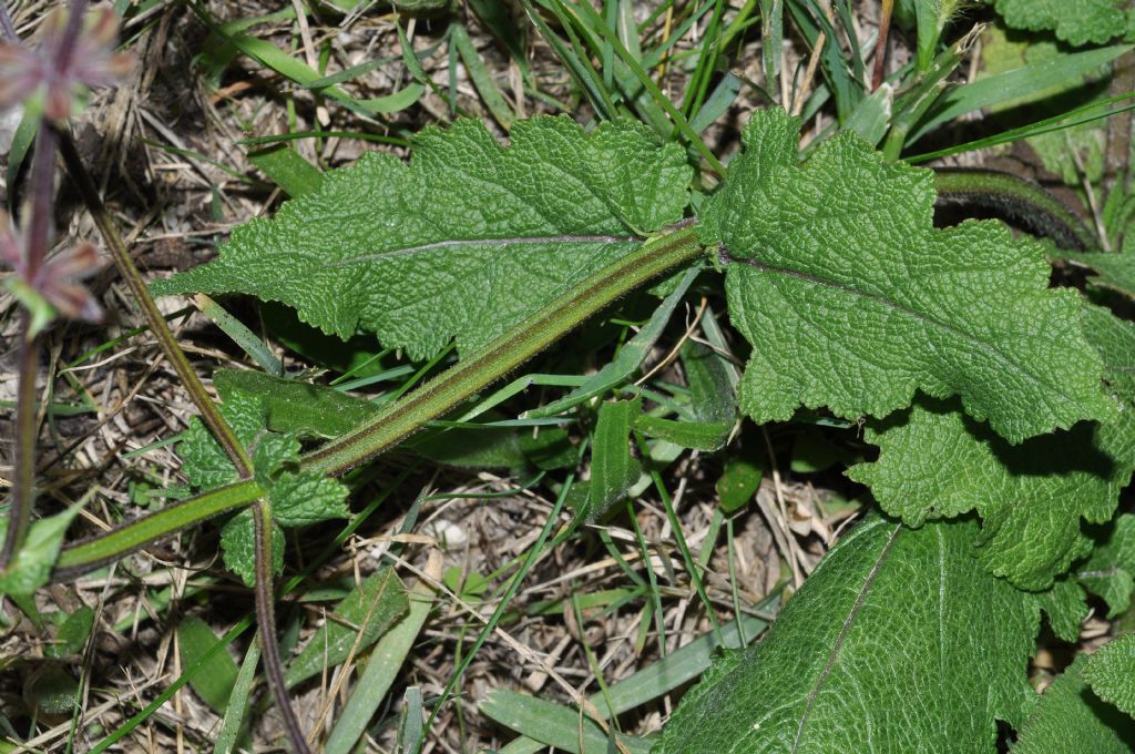 Lamiaceae: Salvia pratensis