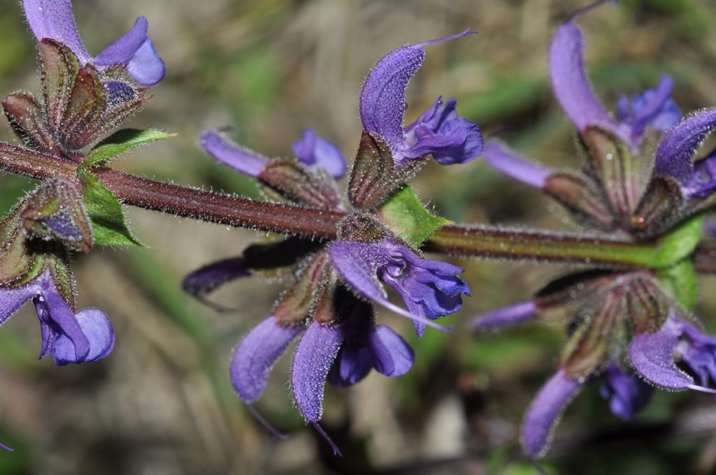 Lamiaceae: Salvia pratensis