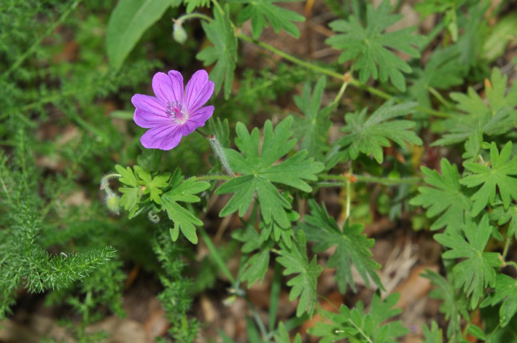 Geraniaceae: Geranium sanguineum