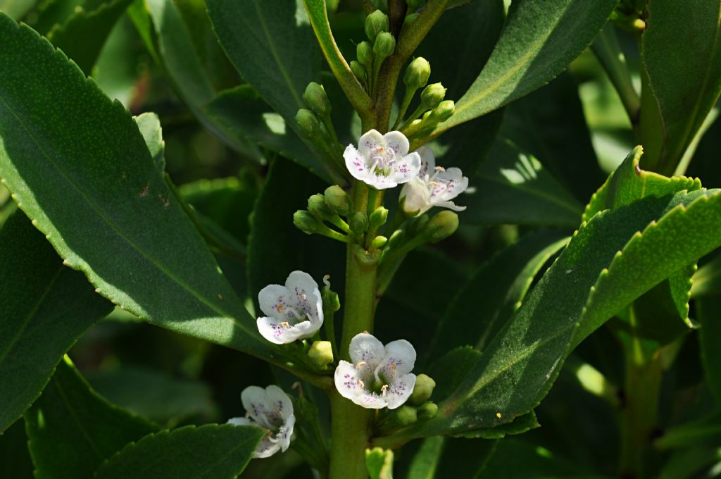 Myoporum insulare / Mirioporum delle isole