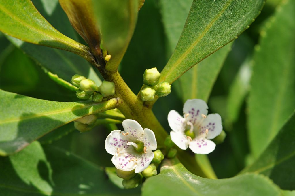 Myoporum insulare / Mirioporum delle isole