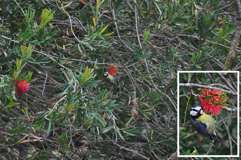 da Gran Canaria: Cyanistes teneriffae