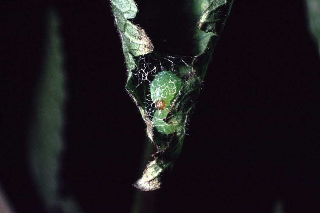 Curculionidae: Hypera sp.