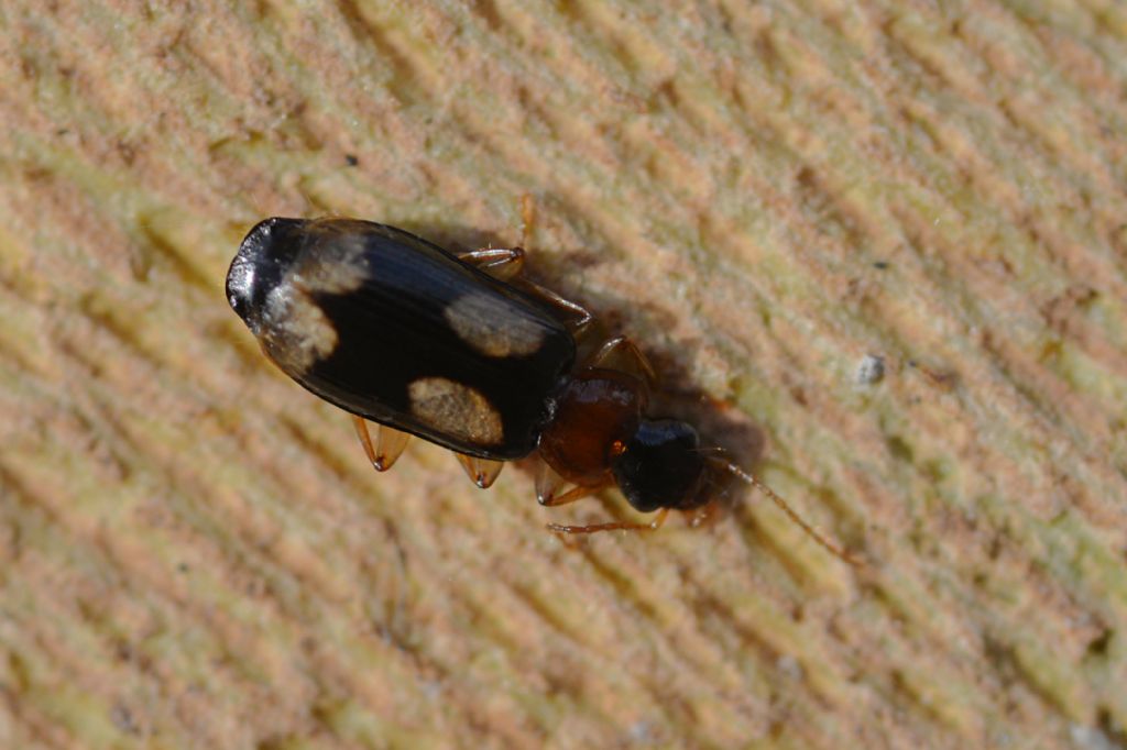 Dromius quadrimaculatus (Carabidae)