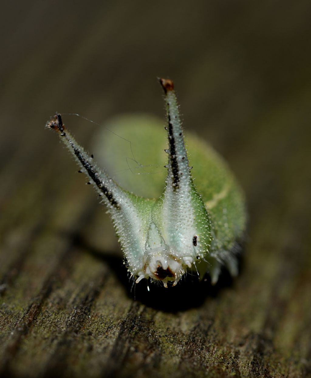 Apatura ilia - bruco (Nymphalidae)