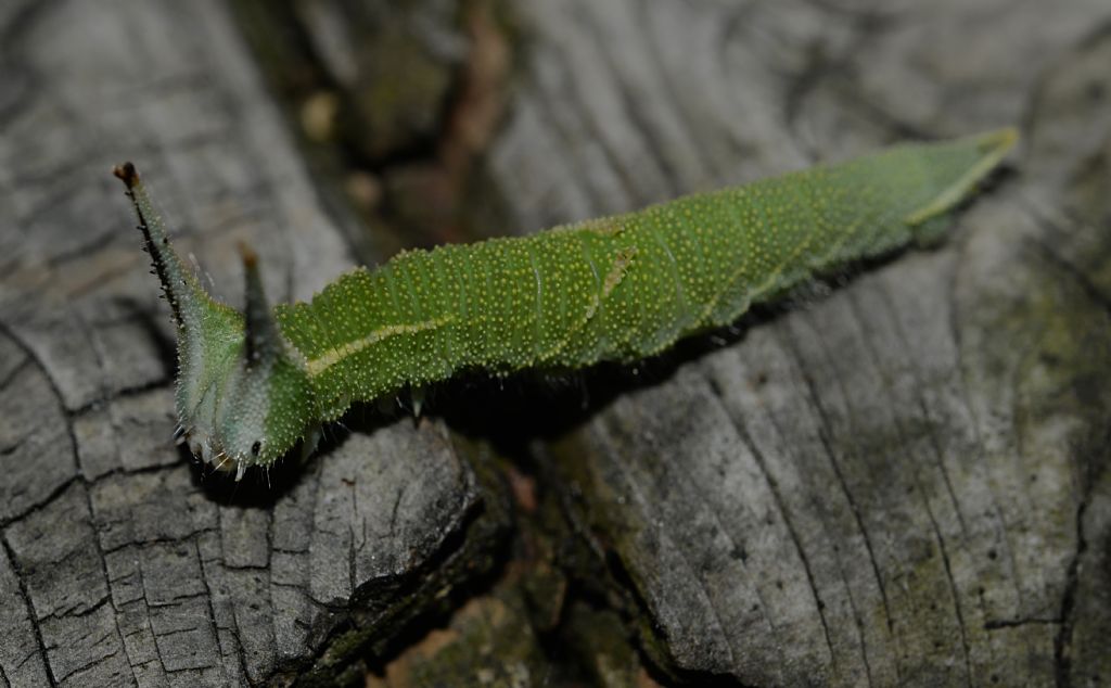 Apatura ilia - bruco (Nymphalidae)