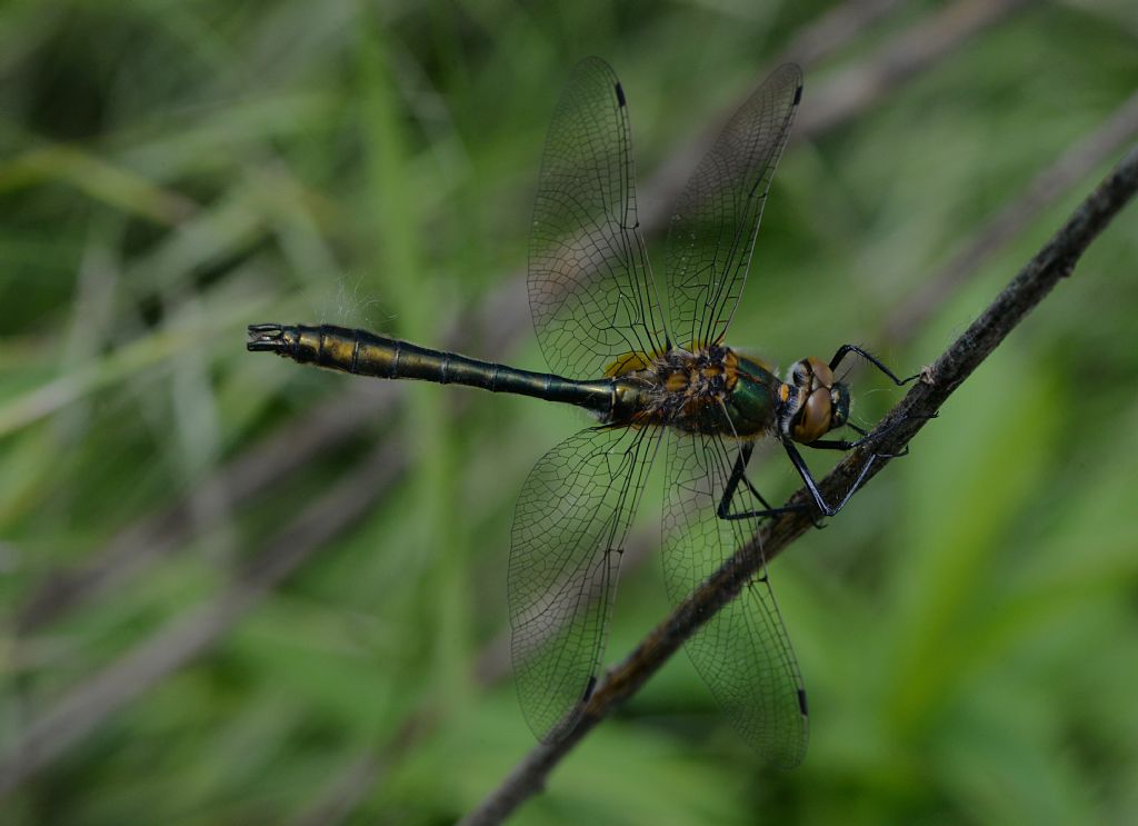 Corduliidae: Cordulia aenea