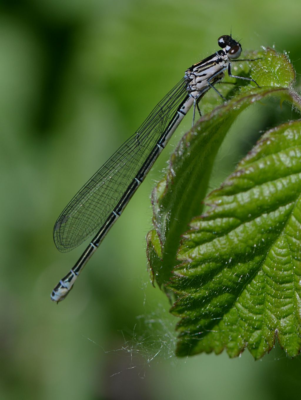 Coenagrion puella - femmina