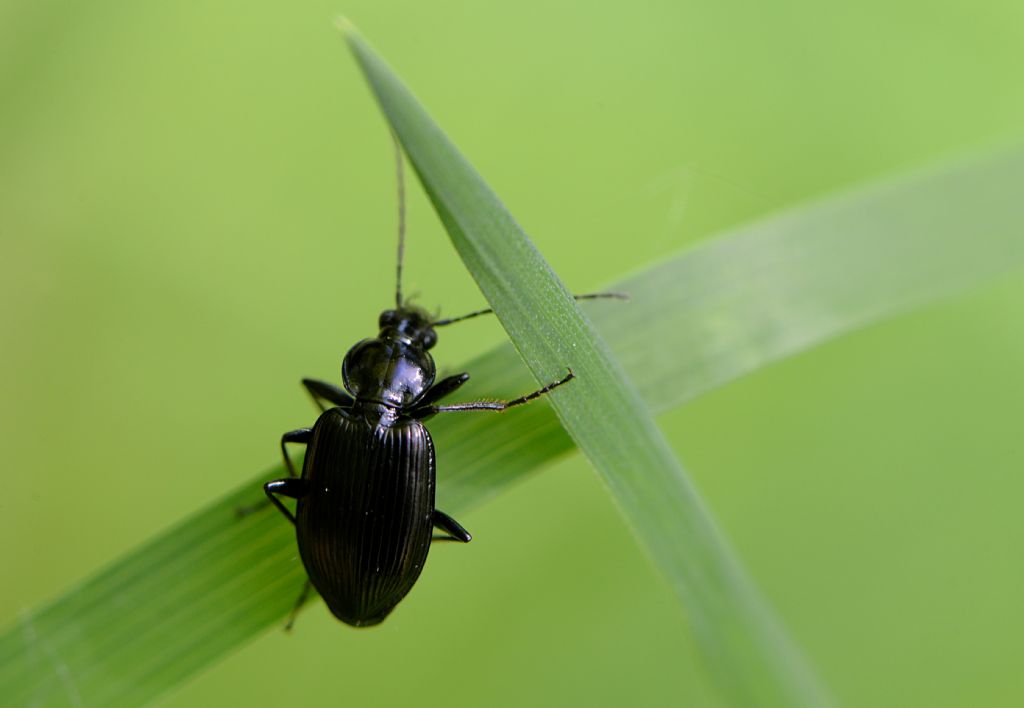 Carabidae: Agonum sp.