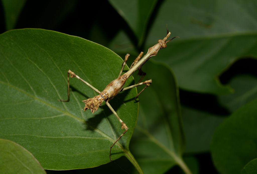 Empusa pennata (Empusidae) ?  S !