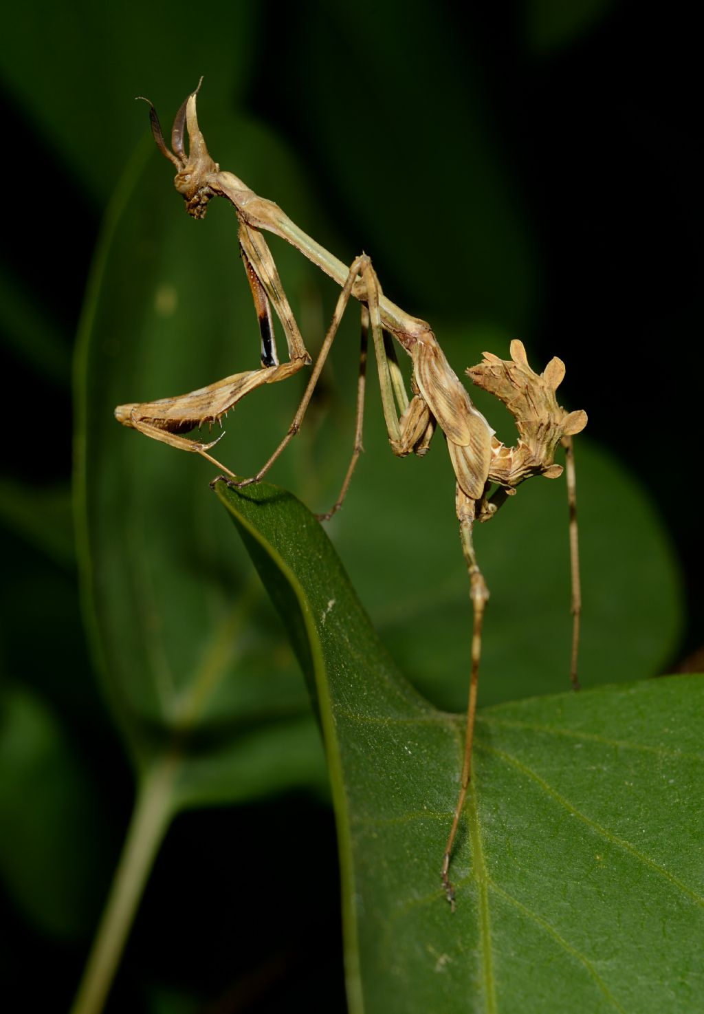 Empusa pennata (Empusidae) ?  S !