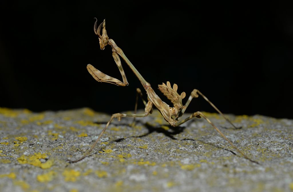 Empusa pennata (Empusidae) ?  S !