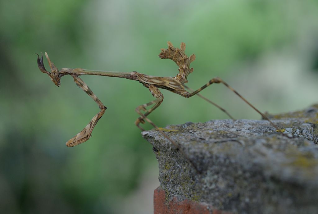 Empusa pennata (Empusidae) ?  S !