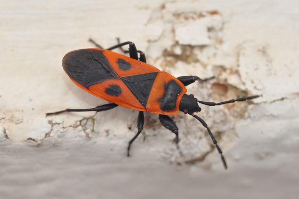 Pyrrhocoridae: Scantius aegyptius