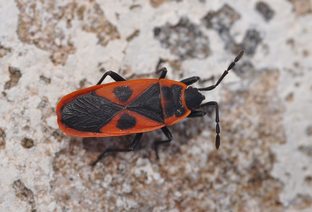 Pyrrhocoridae: Scantius aegyptius
