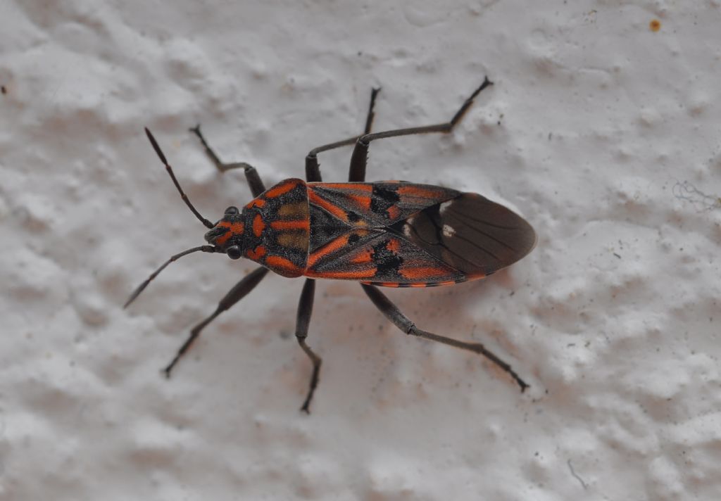 Lygaeidae: Spilostethus pandurus from Canary Islands