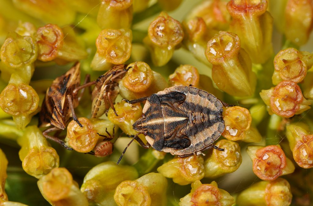 Pentatomidae: Graphosoma interruptum from Canary Islands