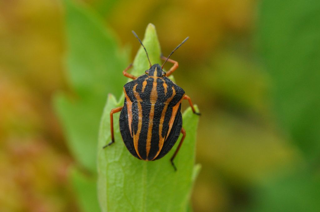 Pentatomidae: Graphosoma interruptum from Canary Islands