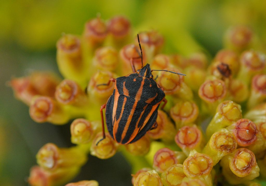 Pentatomidae: Graphosoma interruptum from Canary Islands