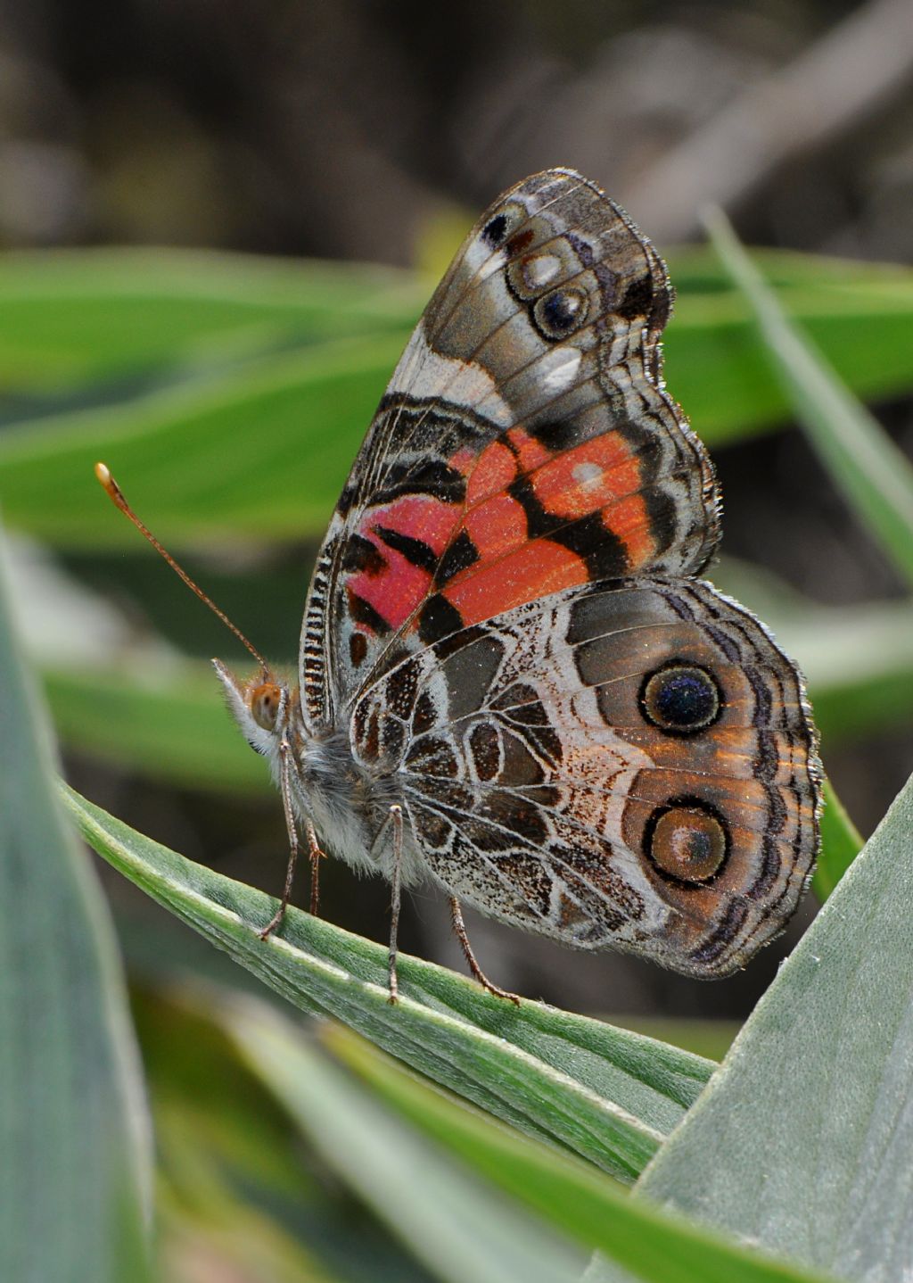 Nymphalidae: Vanessa virginiensis