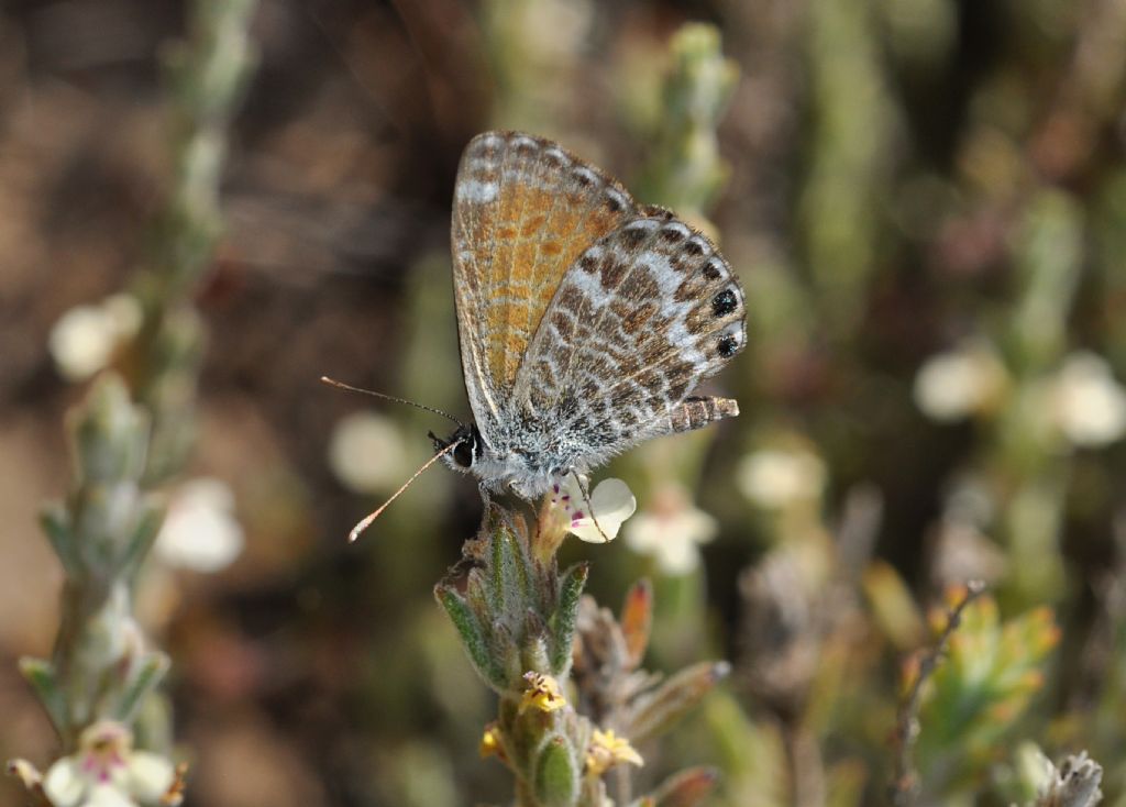 Lycaenidae: Cyclyrius webbianus