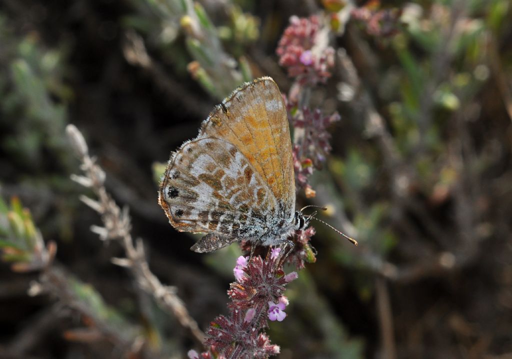 Lycaenidae: Cyclyrius webbianus