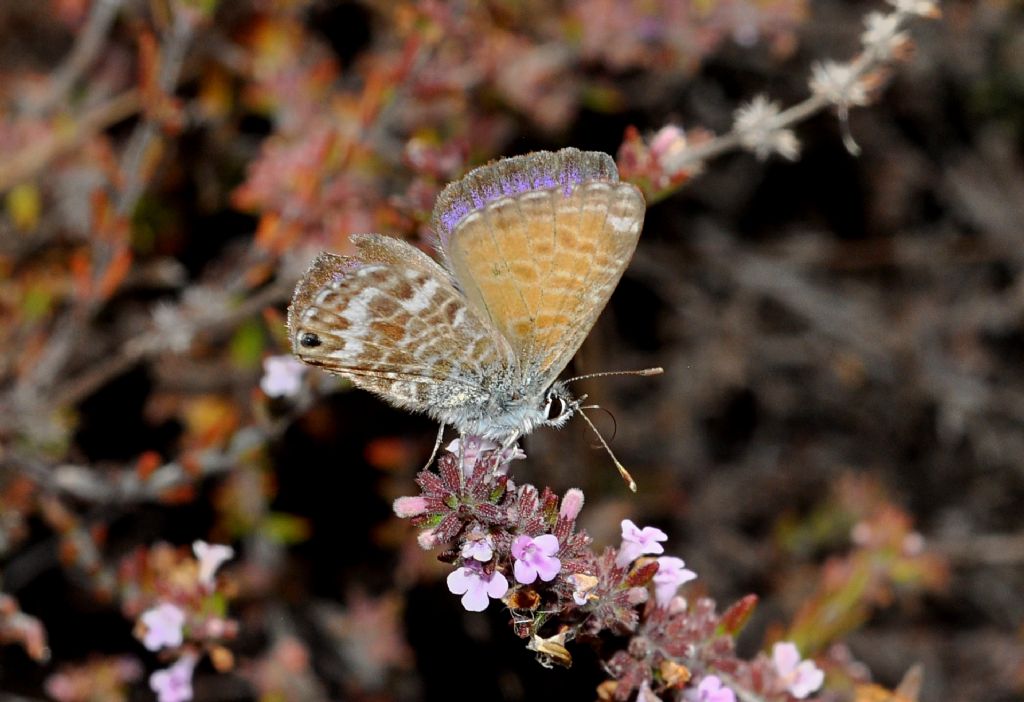 Lycaenidae: Cyclyrius webbianus