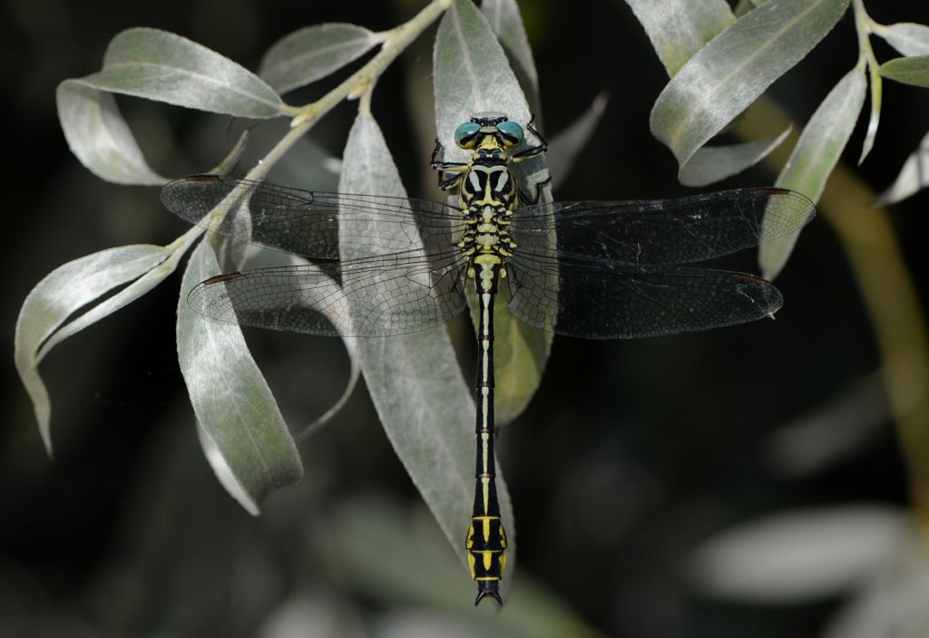 Gomphidae: Stylurus flavipes