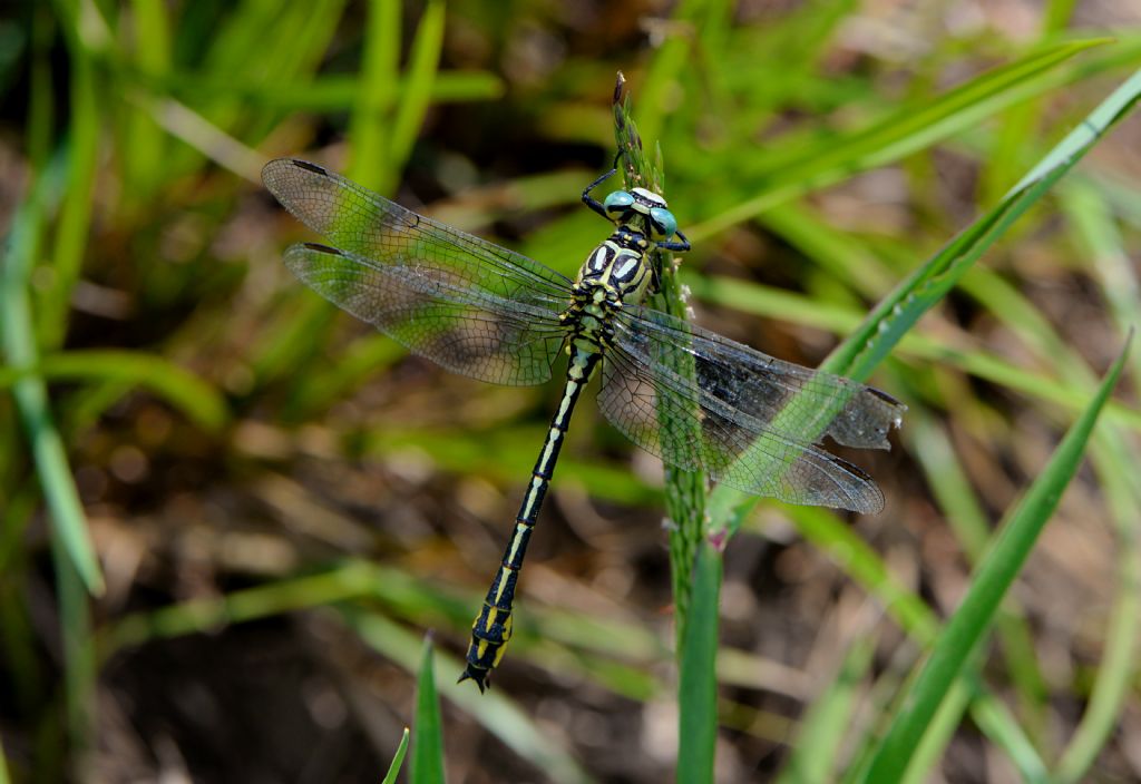 Gomphidae: Stylurus flavipes